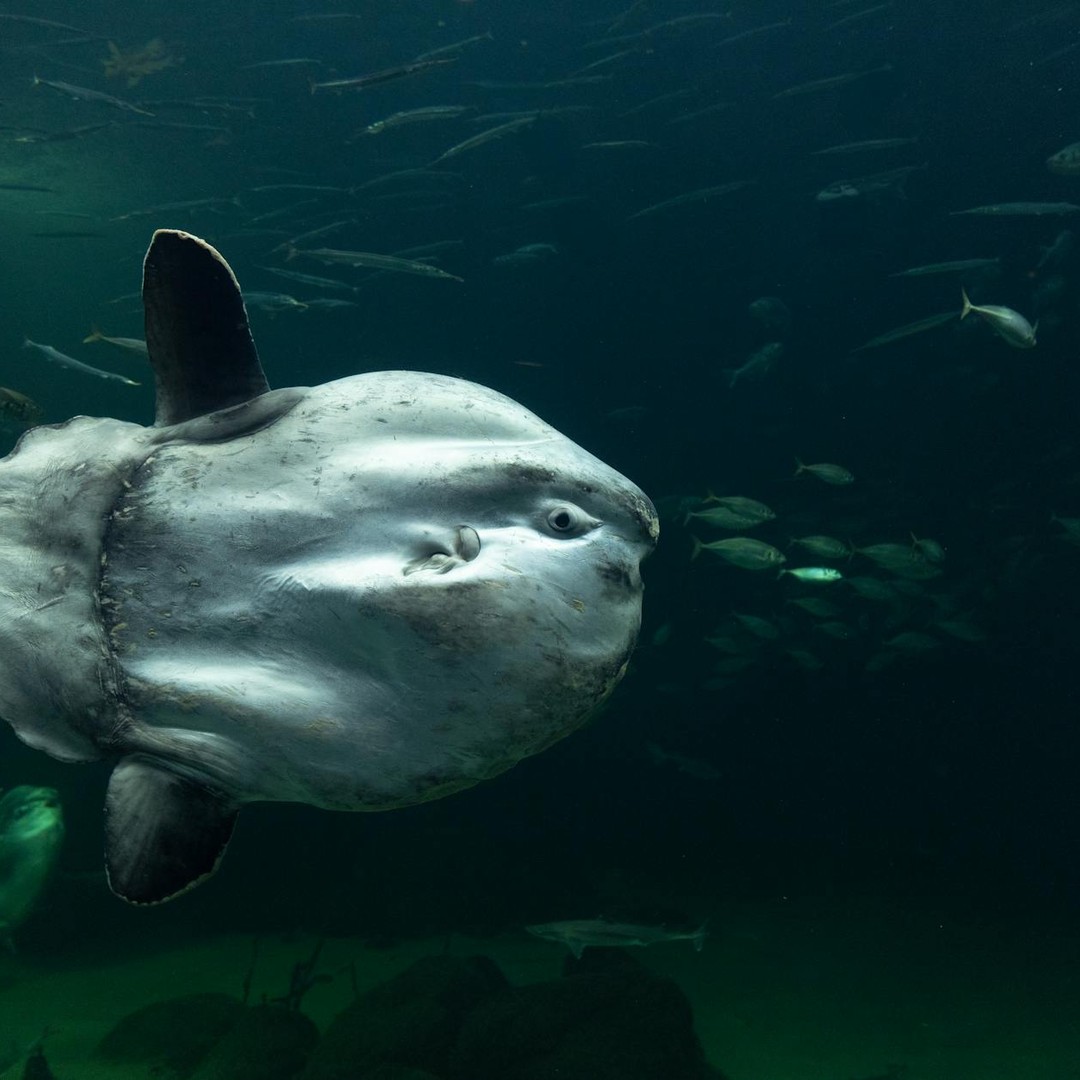 Le poisson-lune peut produire des dizaines de millions d'œufs en une seule ponte.