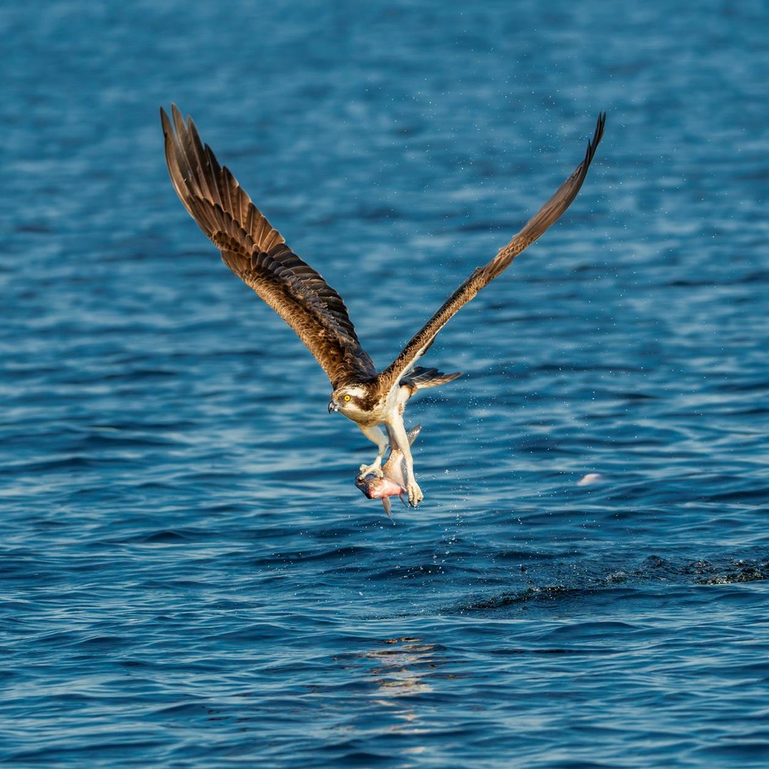 Les poissons volants peuvent planer au-dessus de l'eau sur plus de cent mètres.