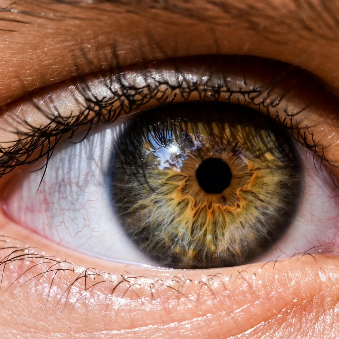 La rétine voit le monde à l'envers avant que le cerveau ne reconstruise l'image perçue.