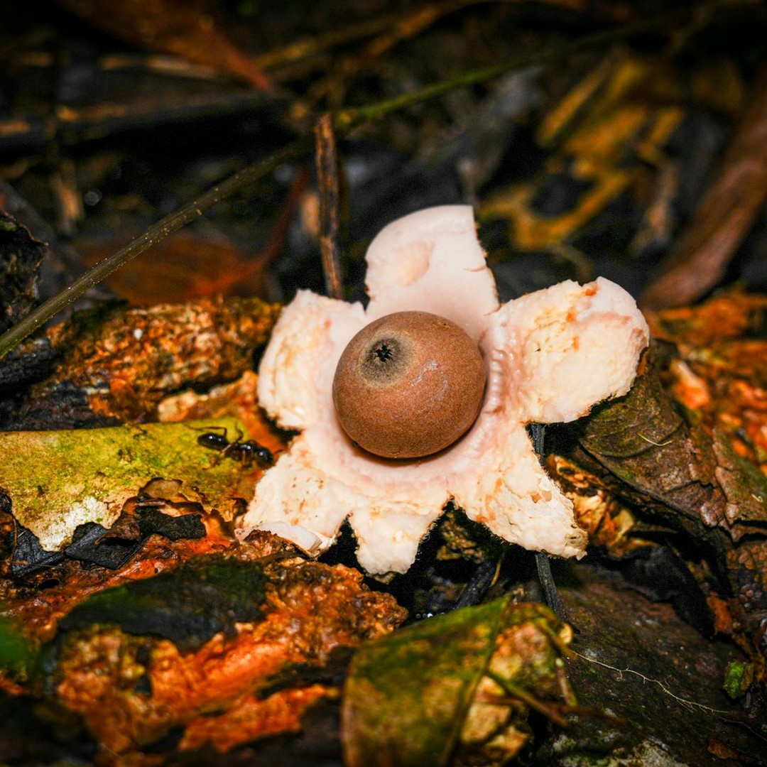 La rafflésie peut produire une fleur géante sans tige, feuille ni racine visibles.