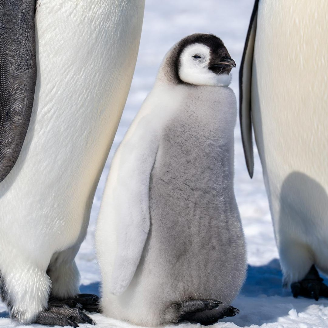 Les manchots empereurs incubent leur oeuf sur leurs pieds pendant l'hiver antarctique.