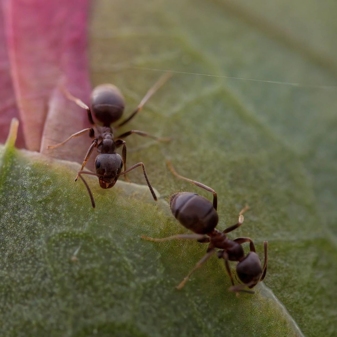 Certaines fourmis amputent la patte infectee d'une congenere pour lui sauver la vie.