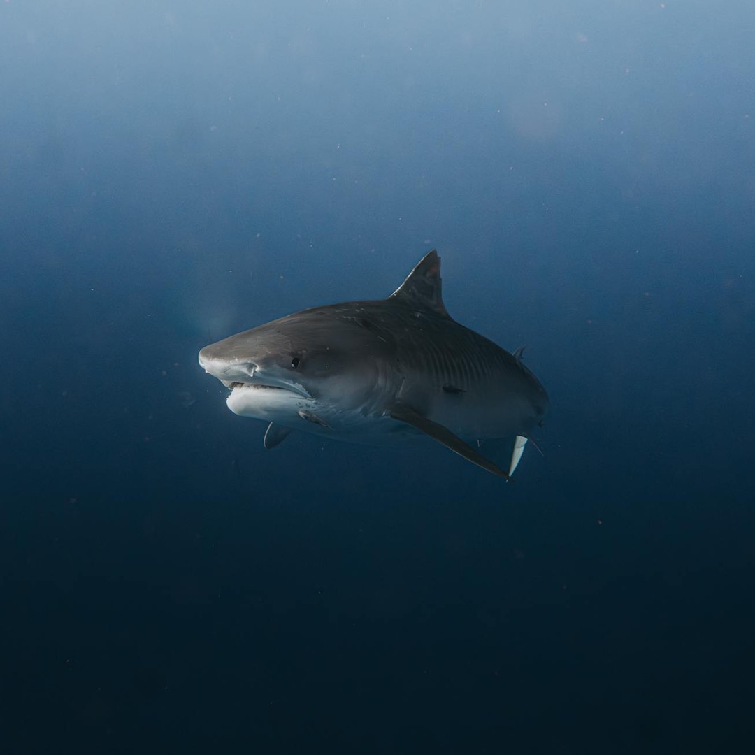 Les requins existent depuis plus longtemps que les arbres.