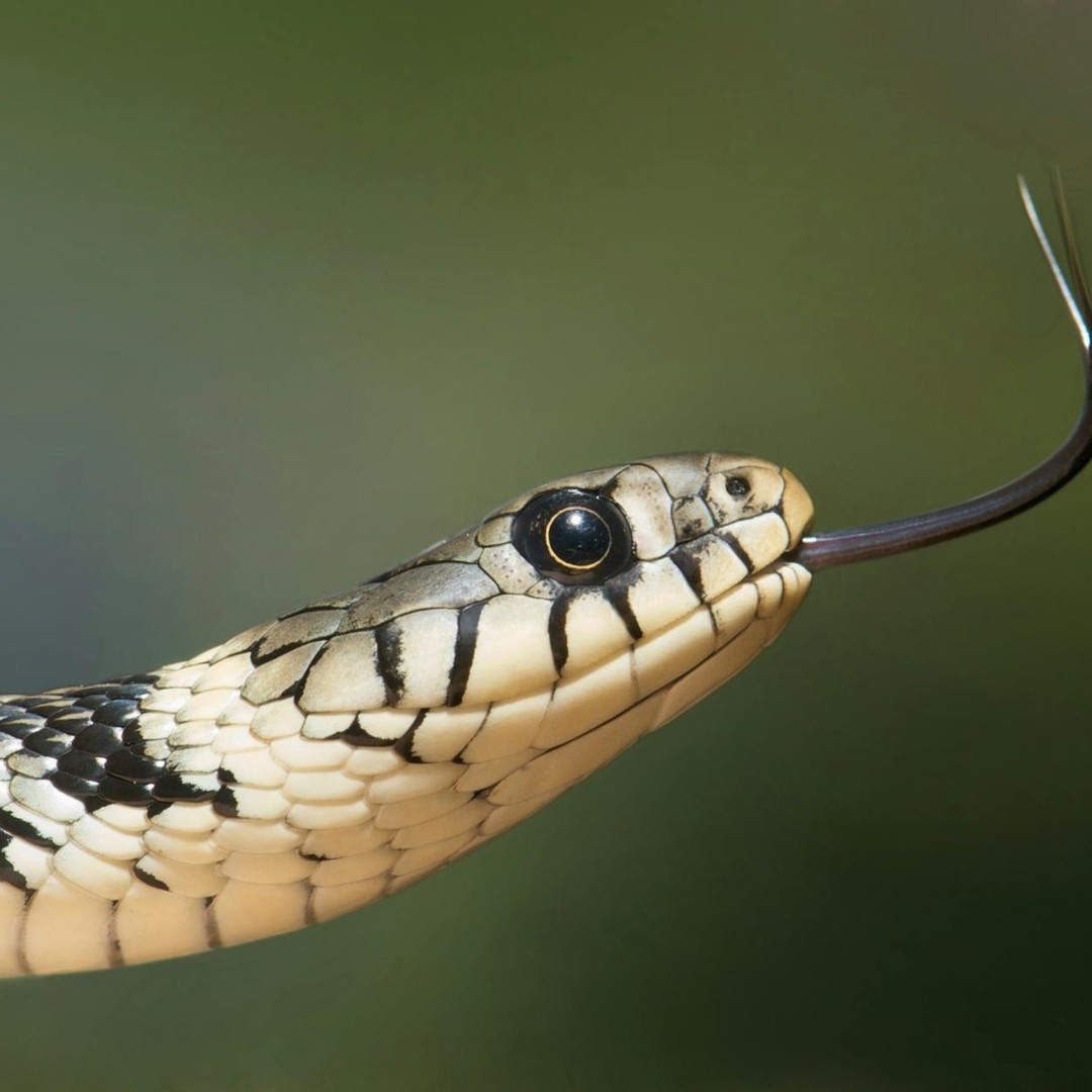 Les serpents sentent avec leur langue.