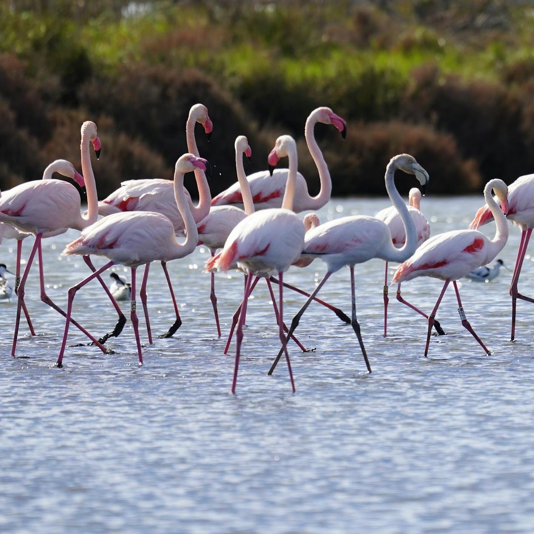Les flamants roses naissent gris et deviennent roses à cause de leur alimentation.