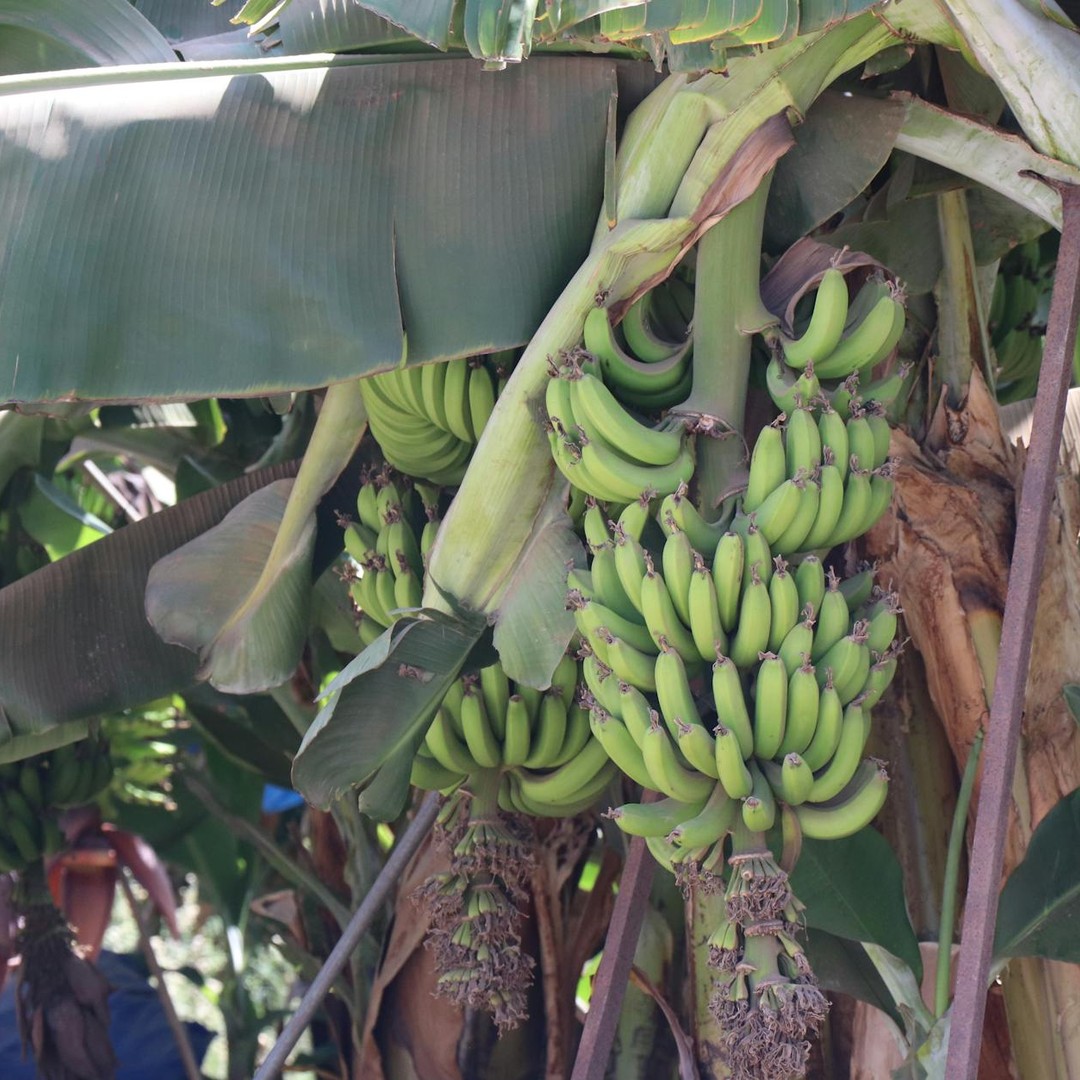 Les bananes sont techniquement des baies, mais les fraises ne le sont pas.