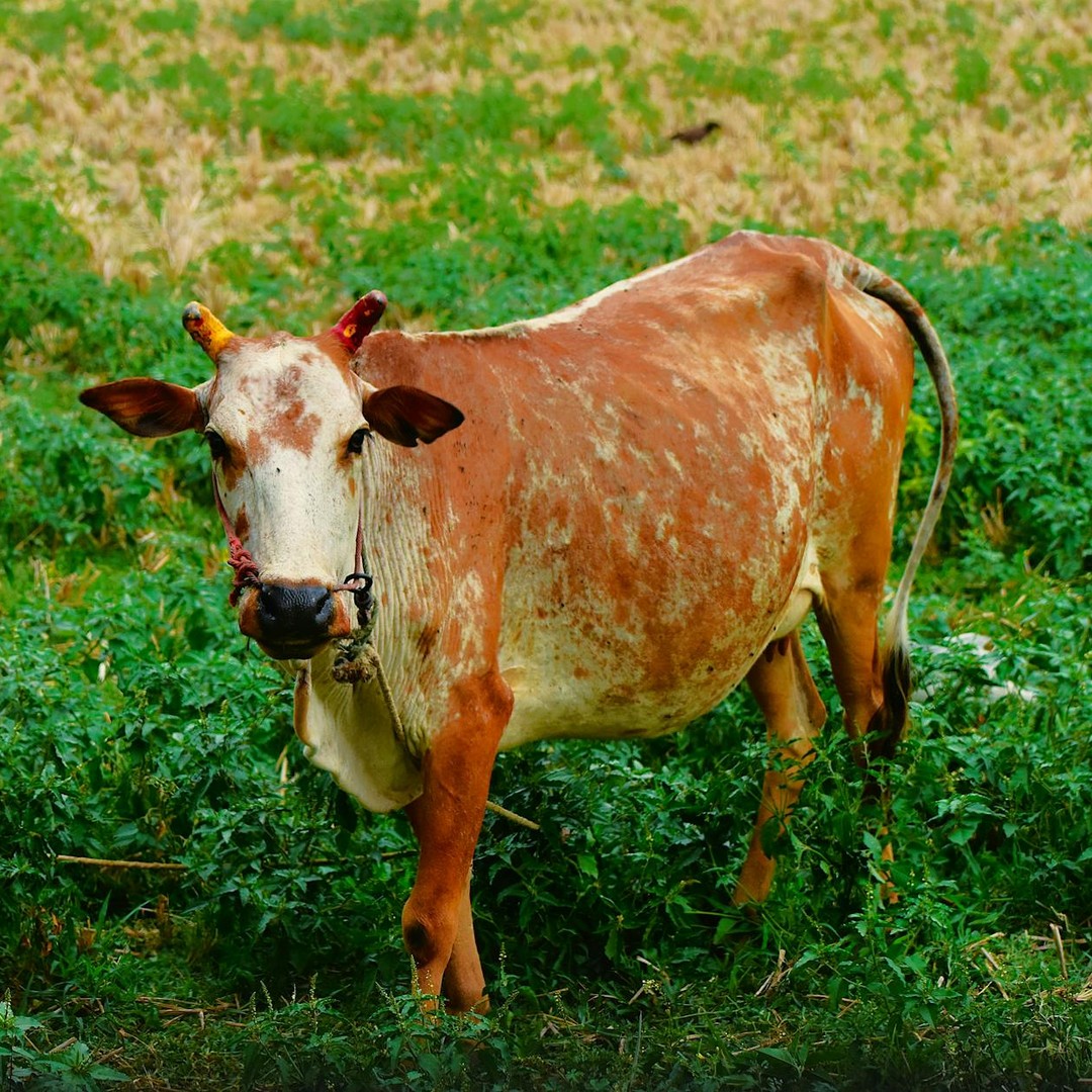 Les vaches ont des 'meilleurs amis' et stressent quand elles sont séparées.