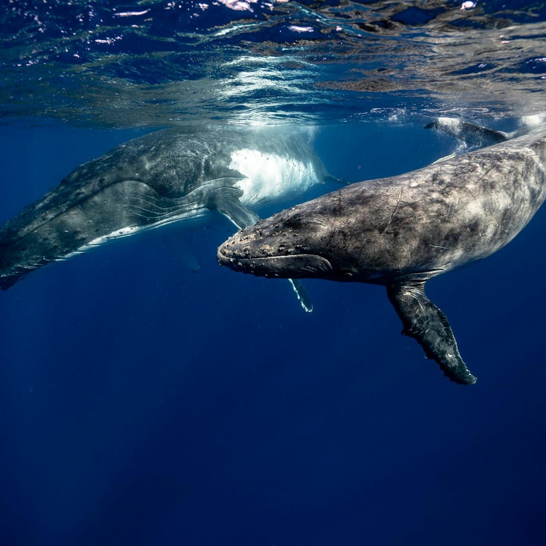 La langue de la baleine bleue pèse autant qu'un éléphant.