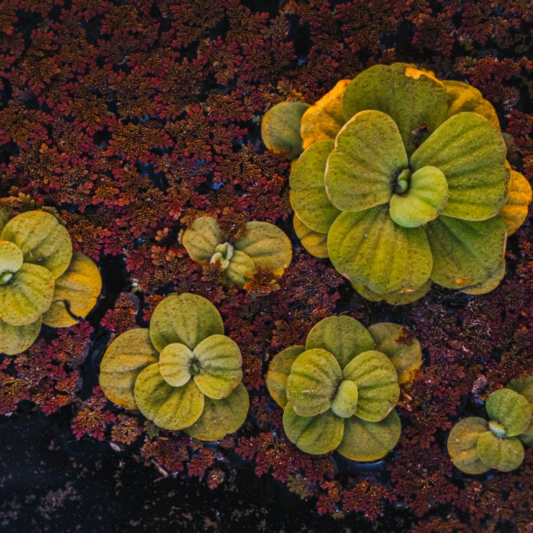 La plus petite fleur du monde est la Wolffia, elle mesure moins d'un millimètre.