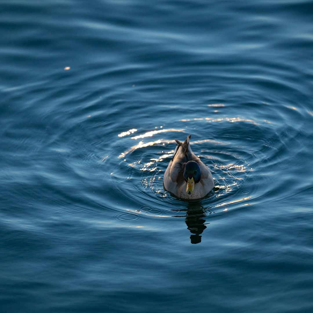 Le cri du canard ne produit pas d'écho, selon une légende urbaine démentie par la science.