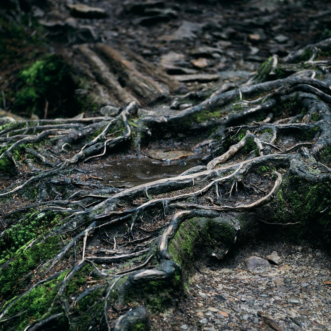 Les arbres peuvent communiquer entre eux via un réseau souterrain de champignons.