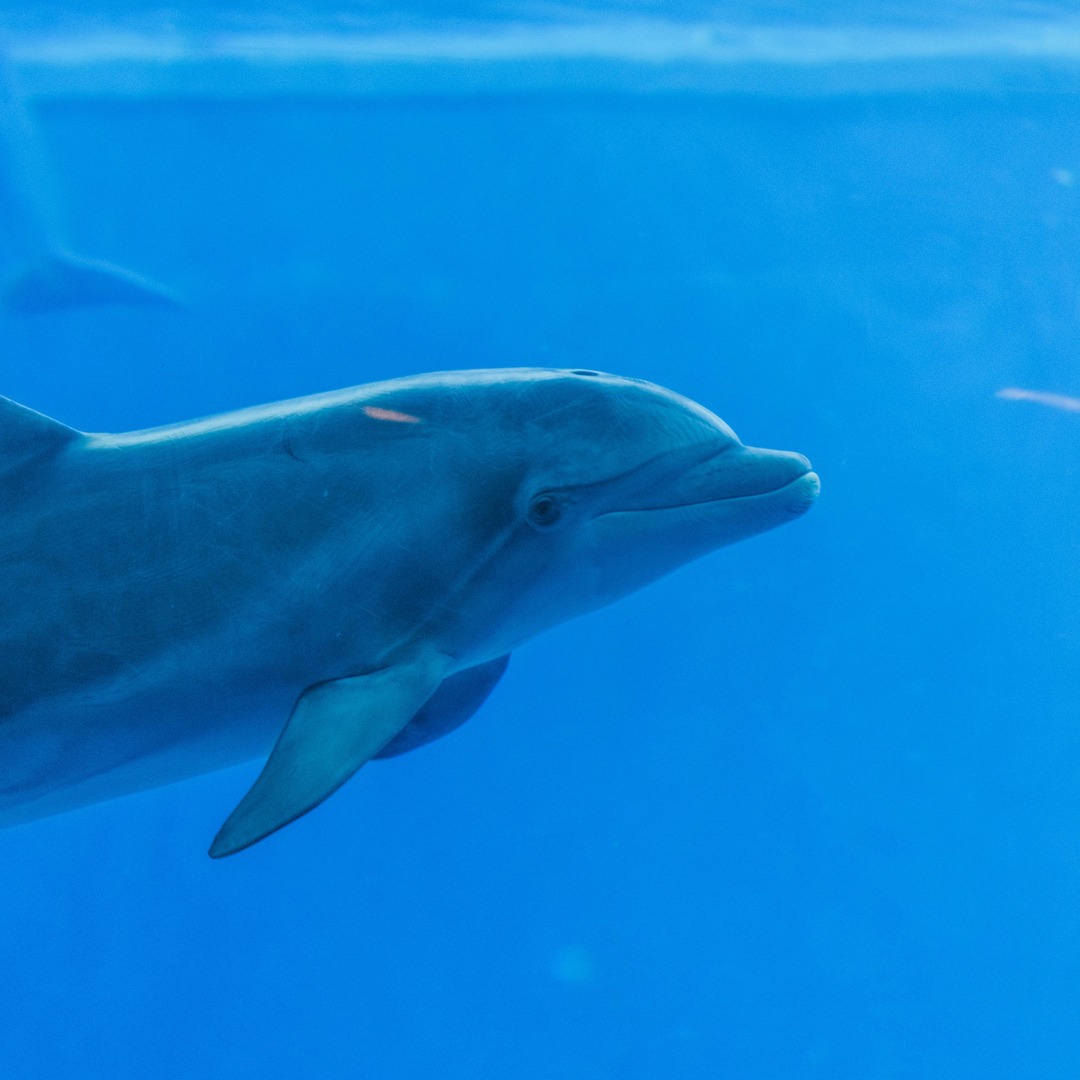 Les dauphins utilisent des éponges comme outils pour chercher leur nourriture.