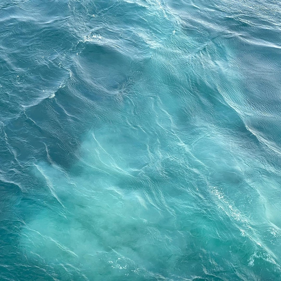 La baleine bleue peut consommer jusqu'à 4 tonnes de krill par jour.