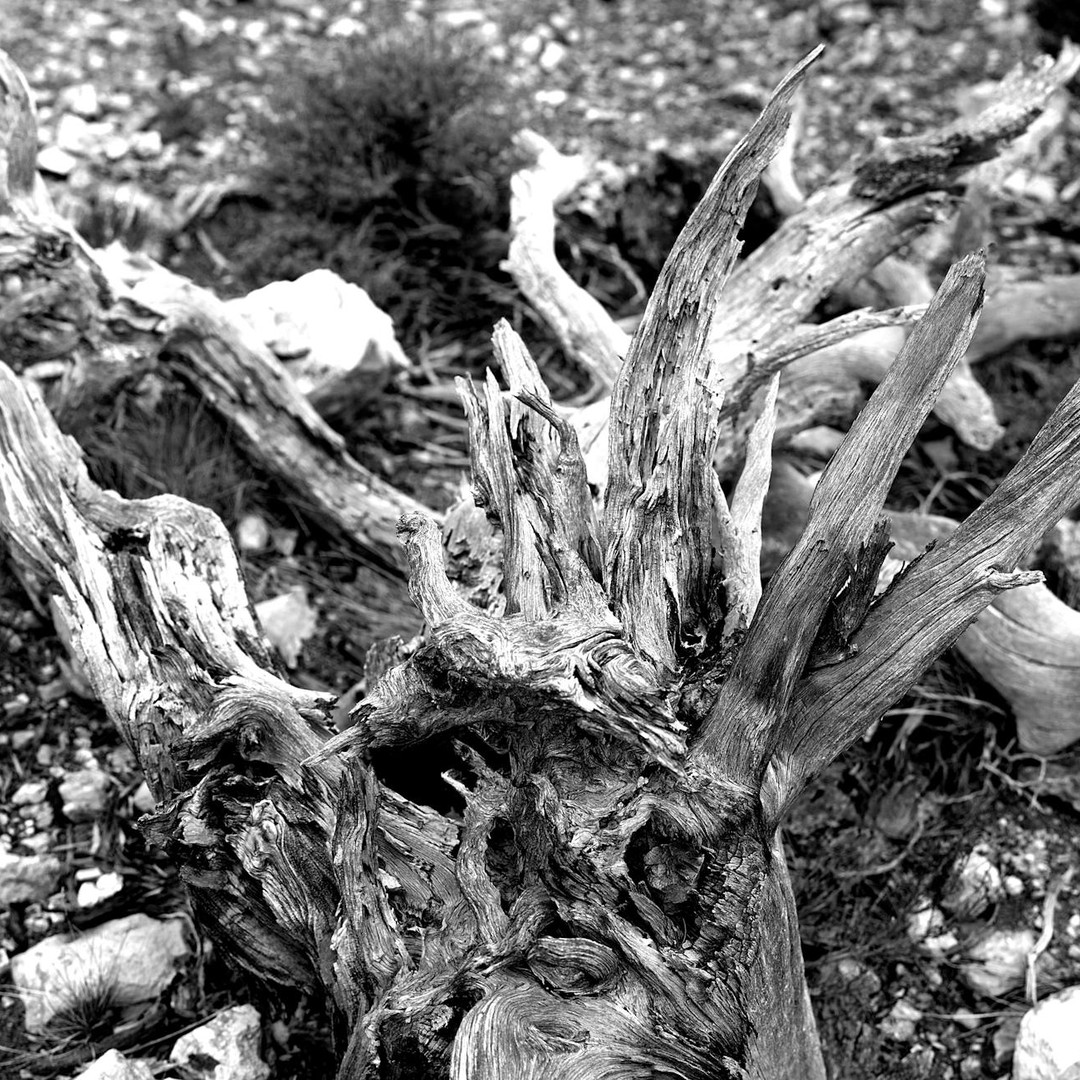 Le plus ancien arbre connu a plus de 5 000 ans.