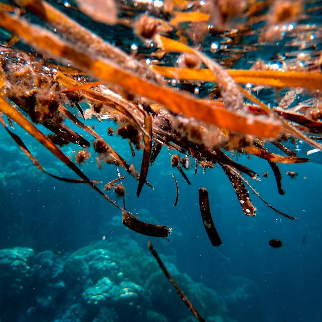 La mer des Sargasses est la seule mer au monde sans côtes terrestres.