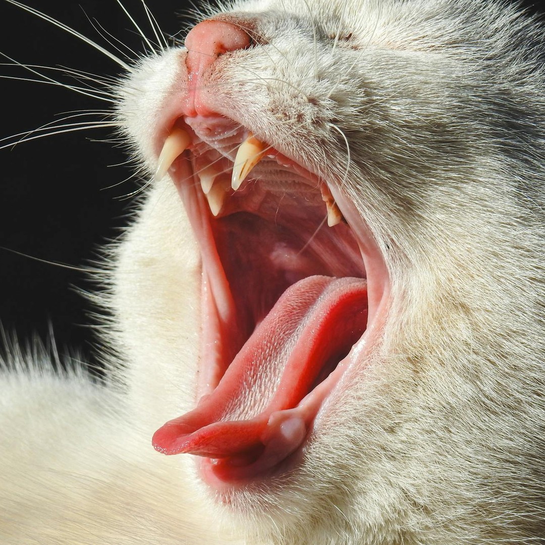 Les chats n'ont pas de récepteurs pour le goût sucré.