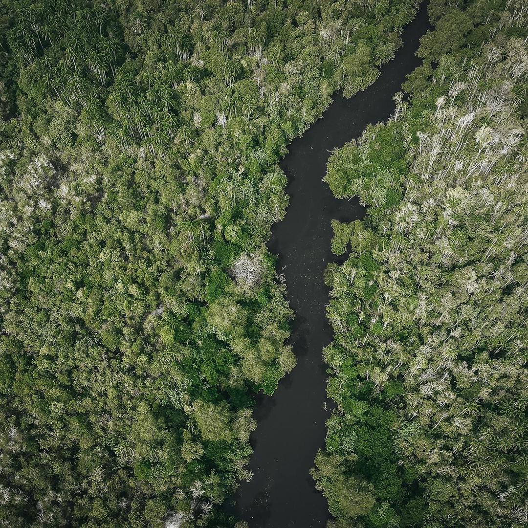 La forêt amazonienne joue un rôle climatique majeur, mais le chiffre de 20 % de l'oxygène est trompeur.