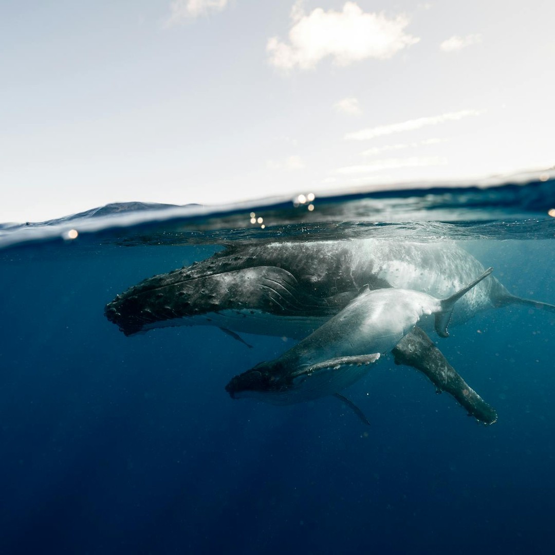 Les baleines bleues émettent des sons graves qui peuvent voyager sur de longues distances.