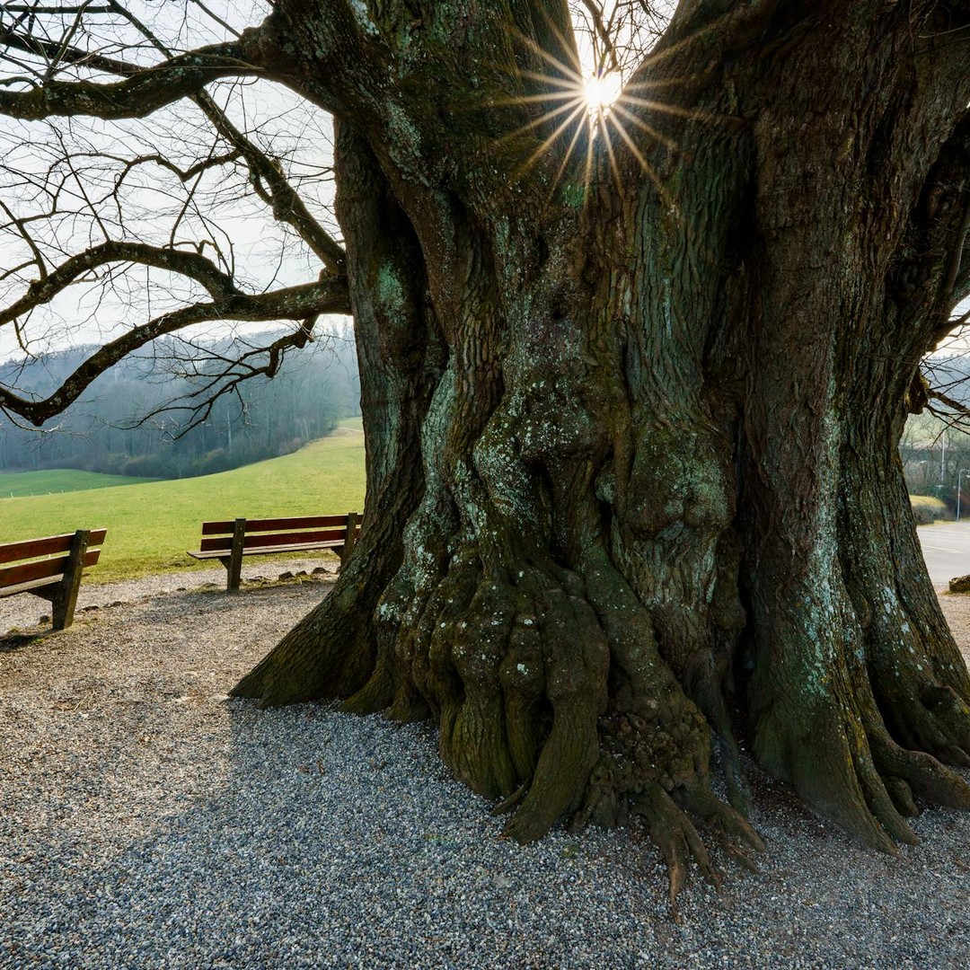 Les arbres peuvent 'transpirer' jusqu'à 400 litres d'eau par jour.