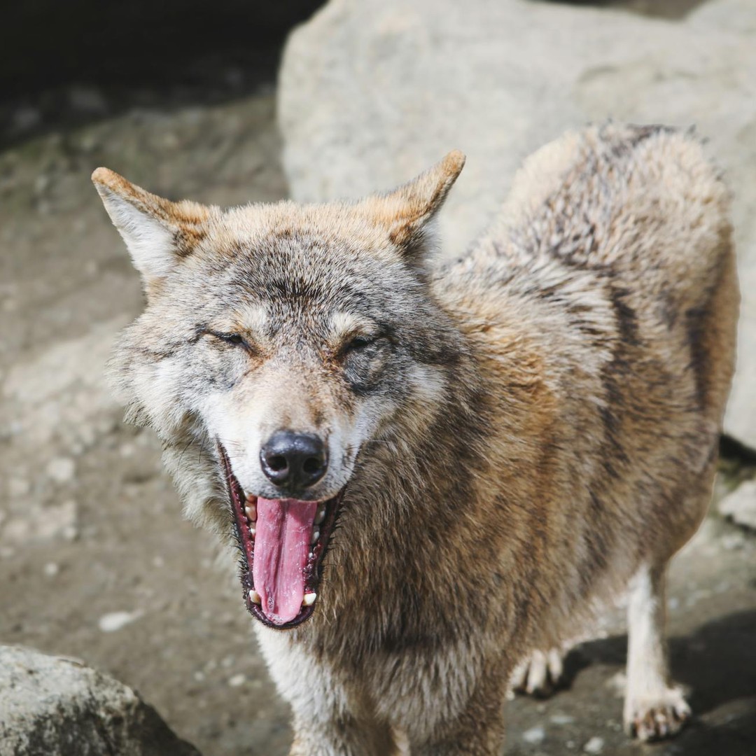 Les loups peuvent entendre un cri à 10 kilomètres de distance.