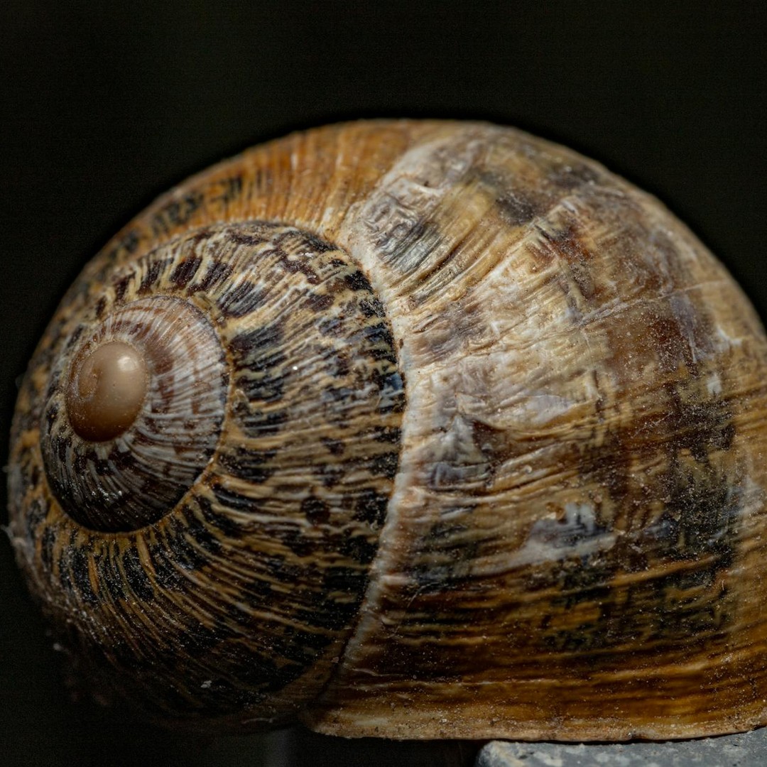 Les escargots peuvent dormir pendant trois ans.