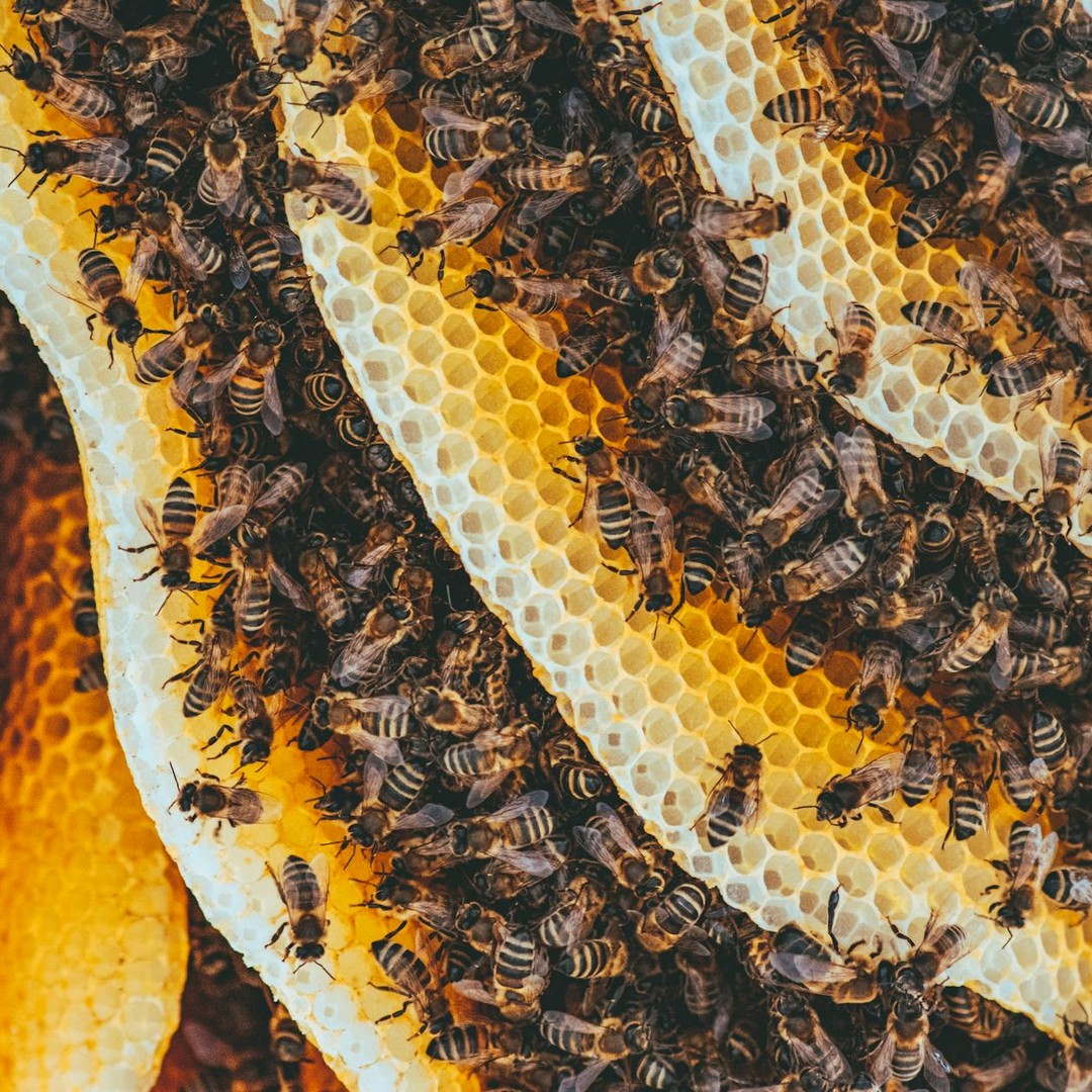 Les abeilles communiquent la distance d'une source de nourriture par une danse.