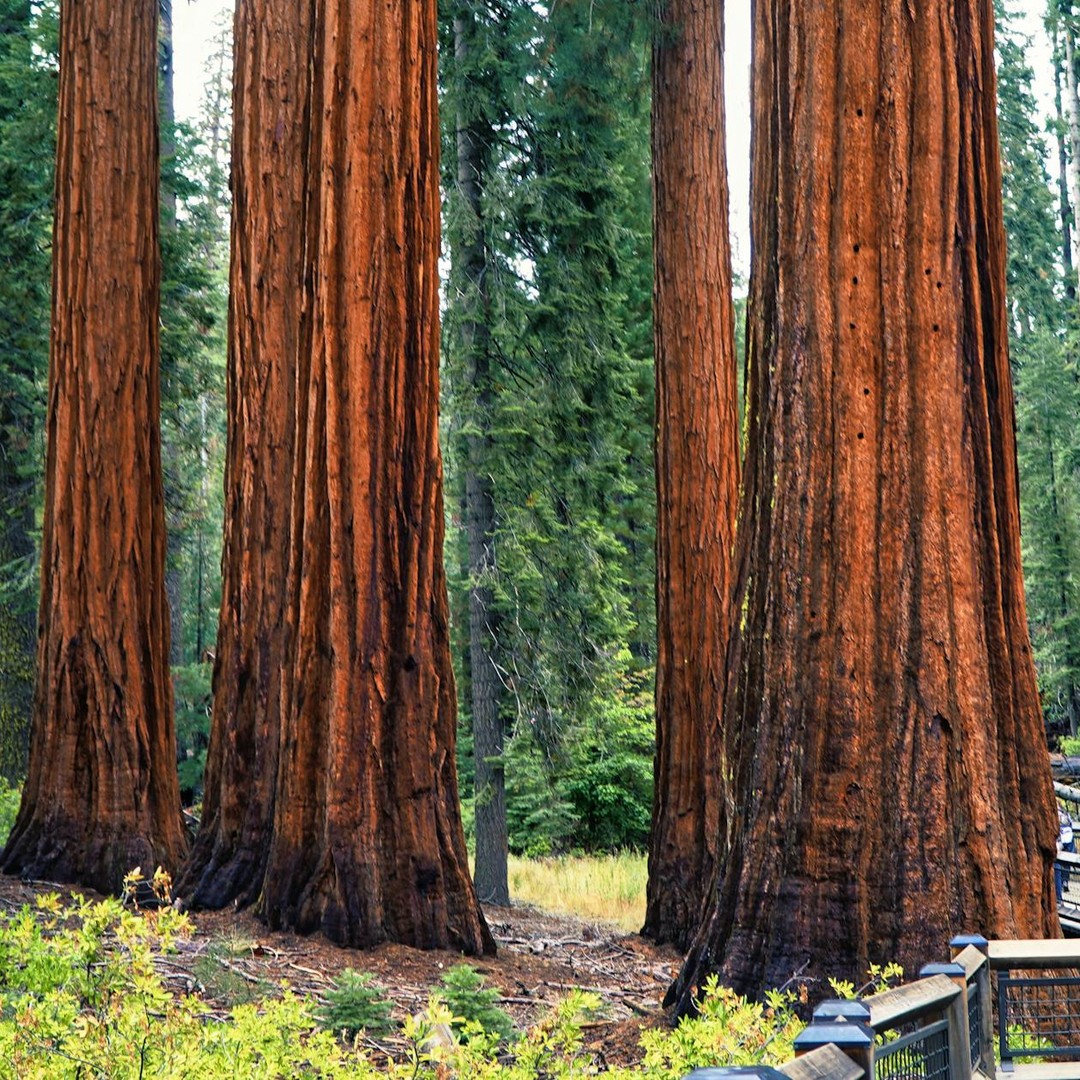 Les arbres les plus hauts du monde, les Séquoias, peuvent dépasser 100 mètres.