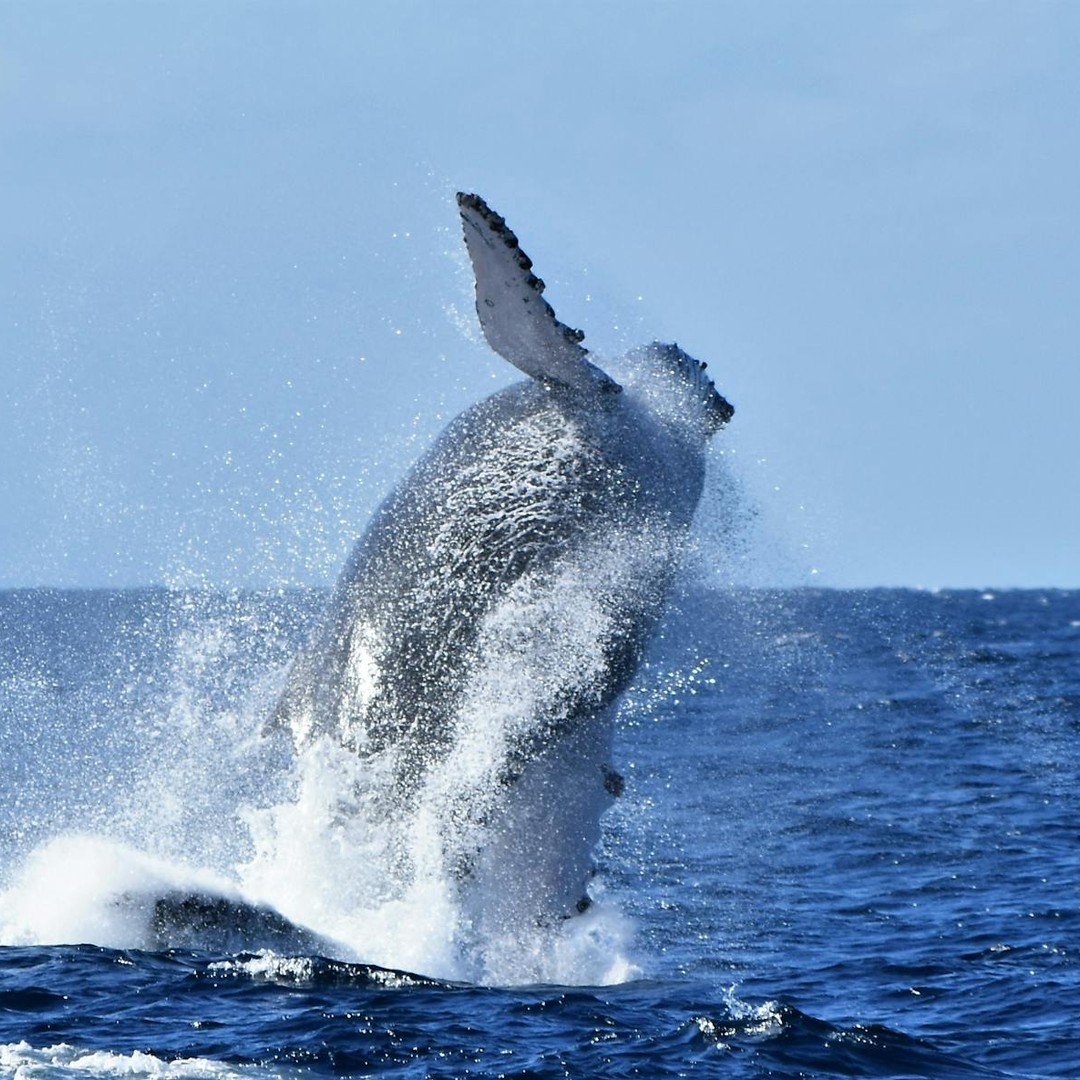 Les baleines à bosse parcourent plus de 5 000 km lors de leur migration annuelle.