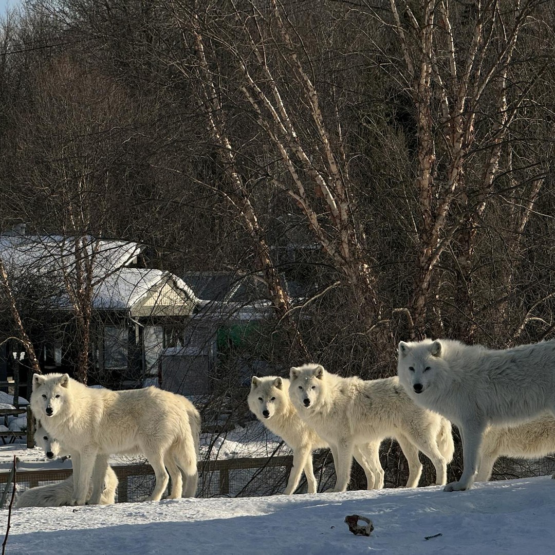Les loups hurlent pour communiquer leur position à leur meute.