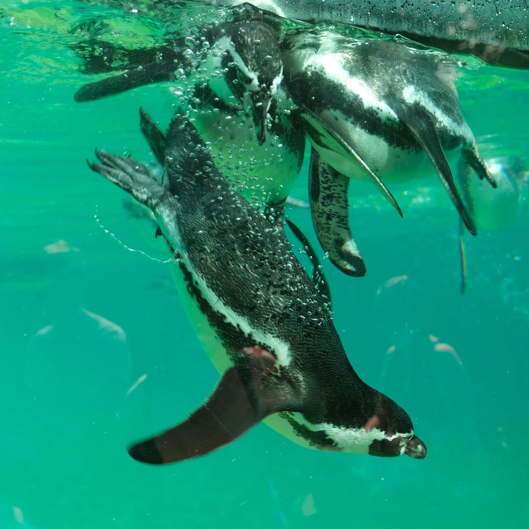 Les manchots empereurs peuvent rester sous l'eau jusqu'à 20 minutes.