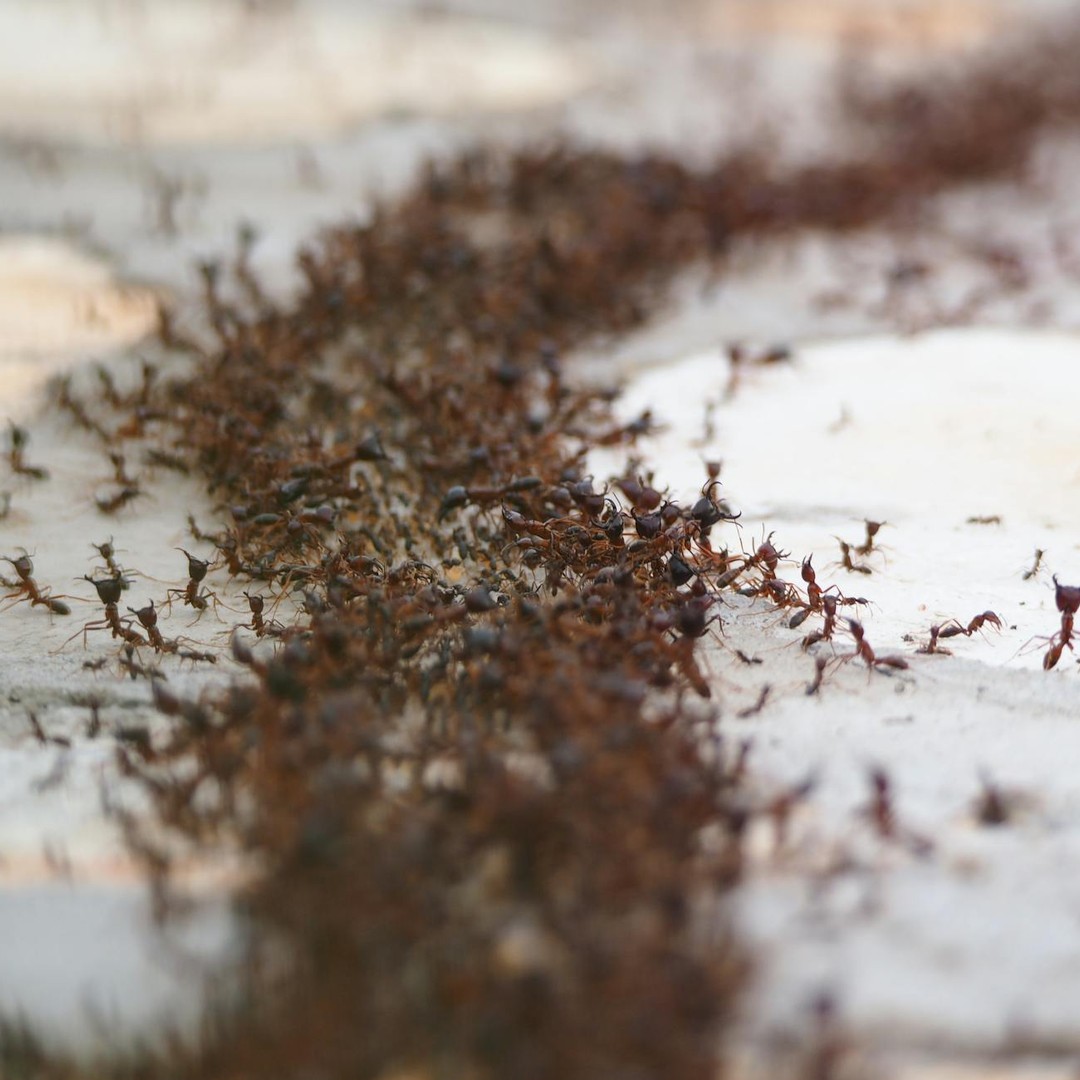 Les fourmis communiquent entre elles par des signaux chimiques appelés phéromones.
