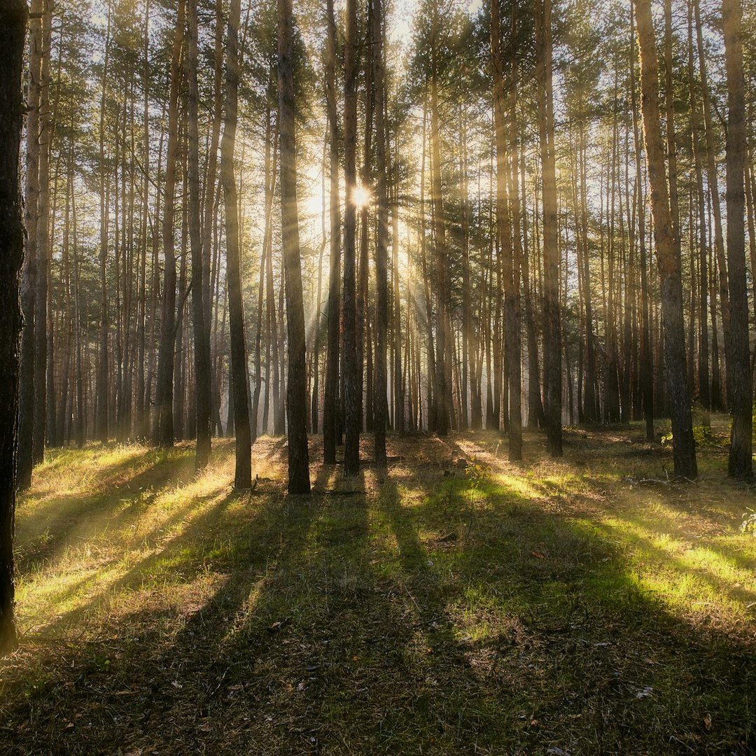 Les arbres peuvent s'avertir mutuellement des attaques d'insectes.