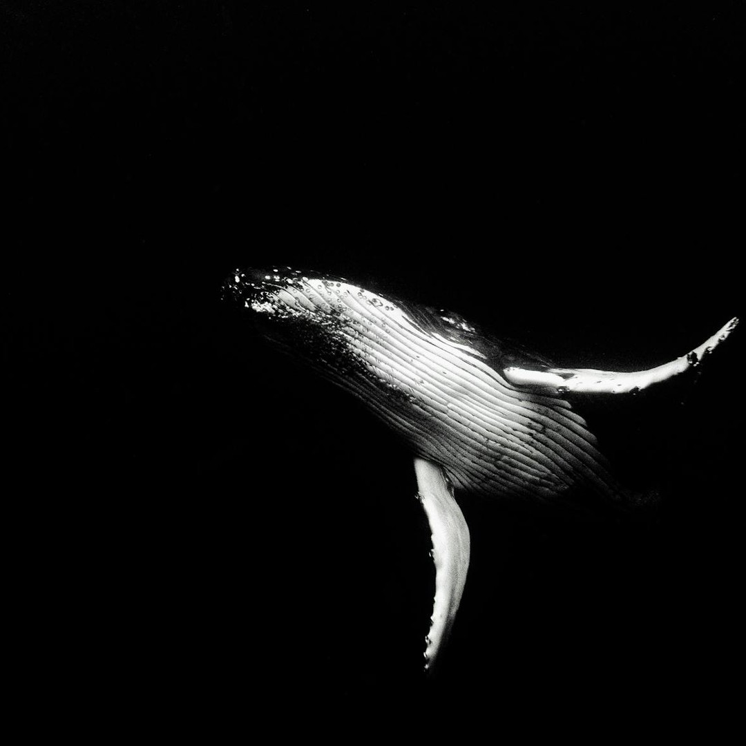 Les baleines peuvent 'chanter' pendant des heures sans s'arrêter.