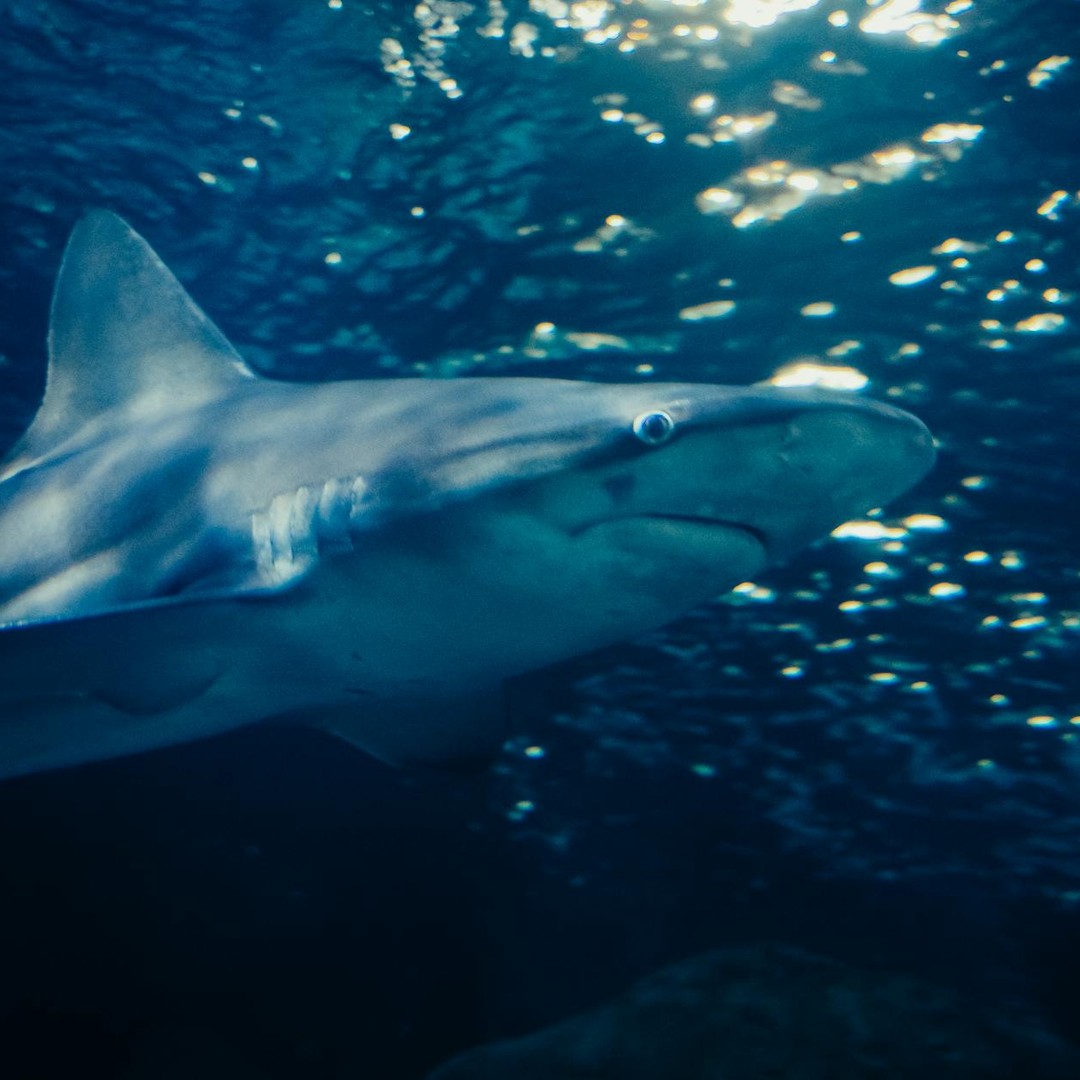 Les requins ne dorment pas de la même façon que les autres poissons.