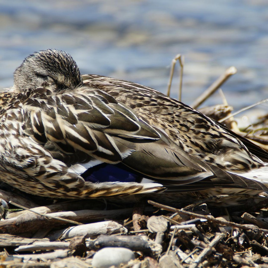 Les canards peuvent dormir avec un œil ouvert.