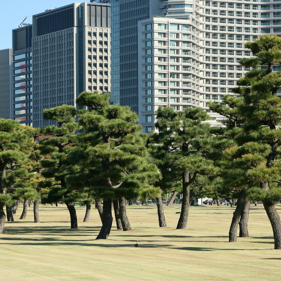 Les arbres peuvent filtrer les polluants de l'air urbain.