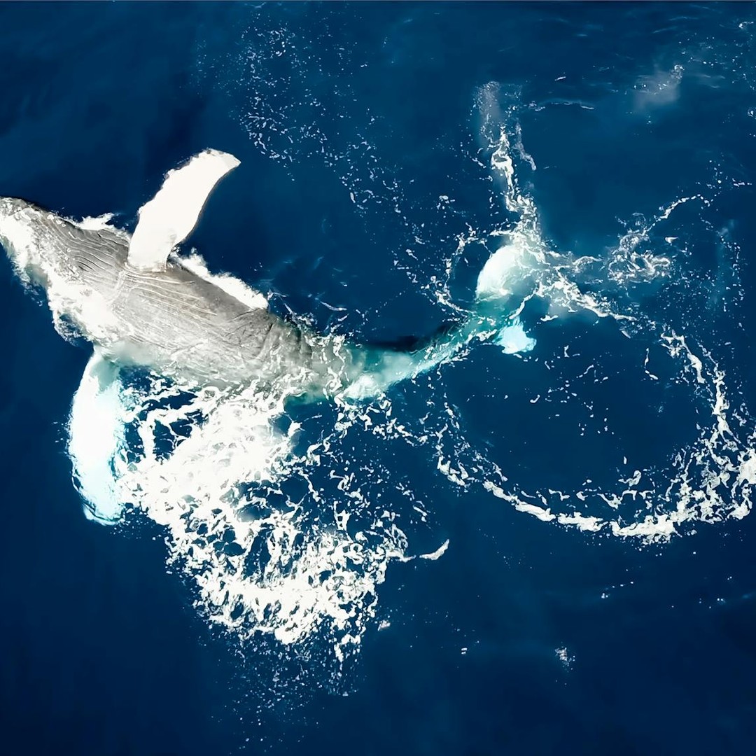 Les baleines à bosse aident à fertiliser les océans.