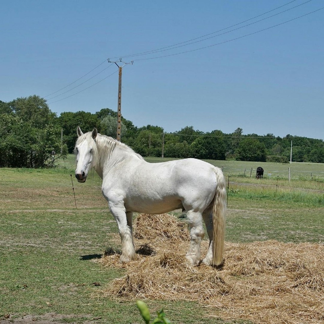 Les chevaux peuvent dormir debout grâce à un mécanisme de verrouillage des jambes.
