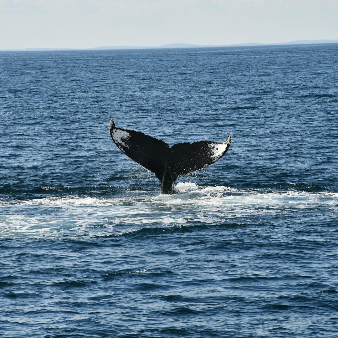La baleine bleue possède les plus grandes artères du monde animal.