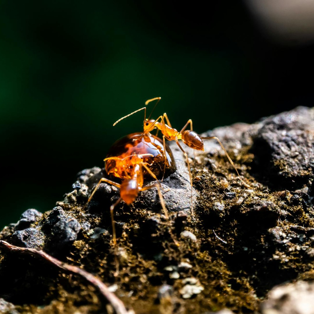 Les fourmis rouges peuvent survivre à une inondation en formant un radeau vivant.