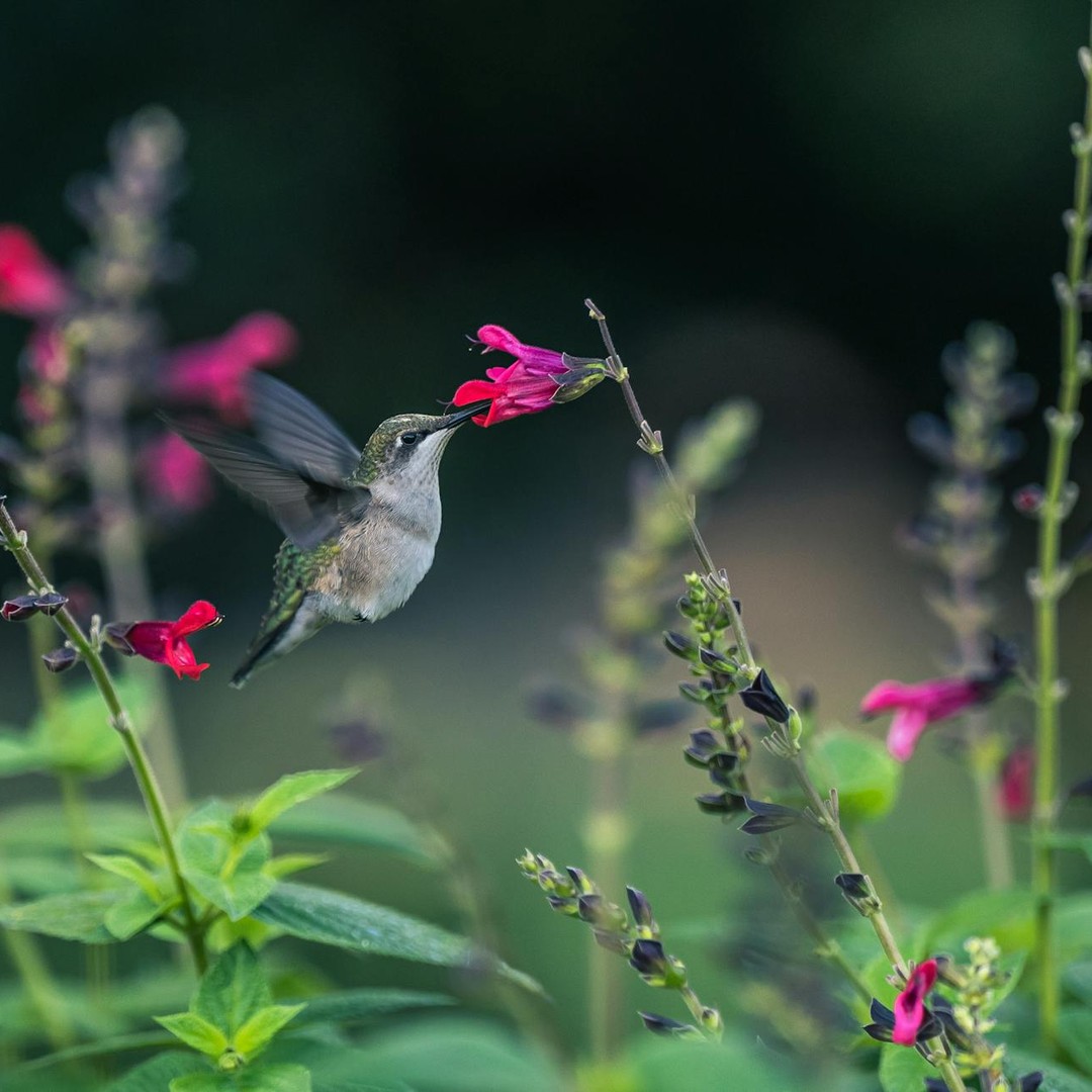Le cœur d'un oiseau-mouche peut battre 1 200 fois par minute.