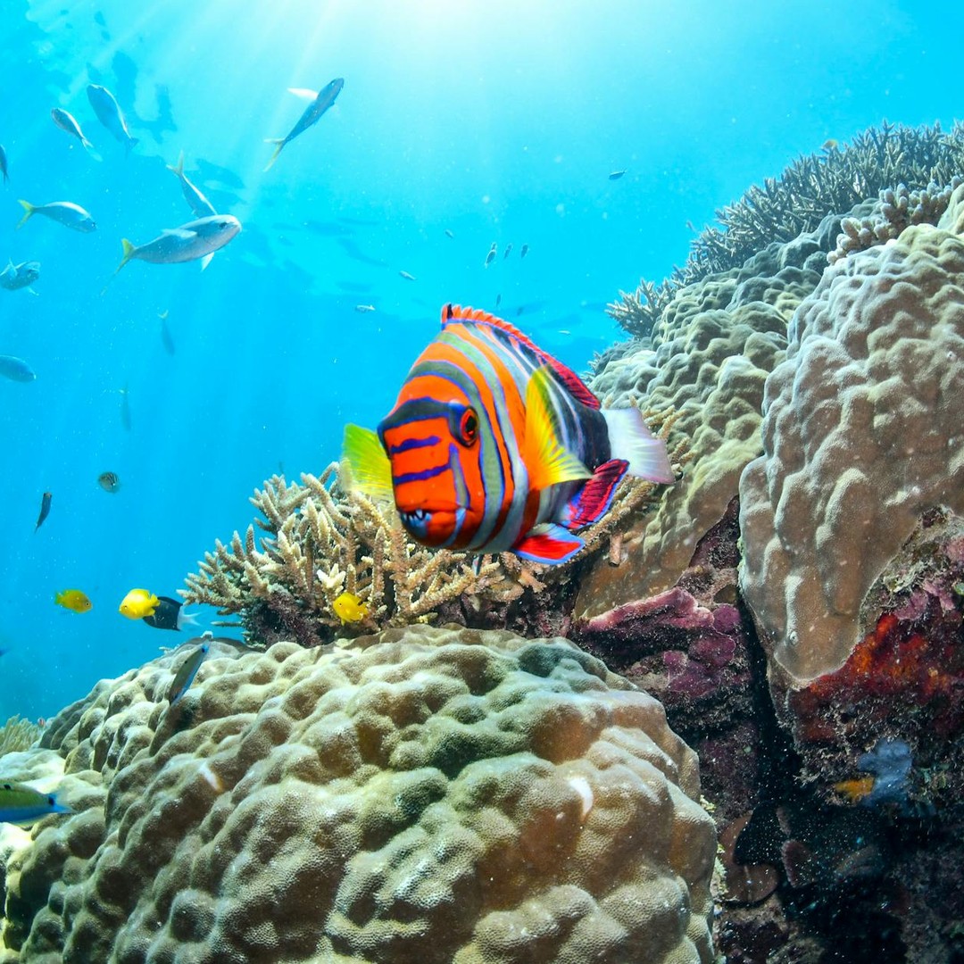La mer de Corail abrite les écosystèmes les plus diversifiés de l'océan.