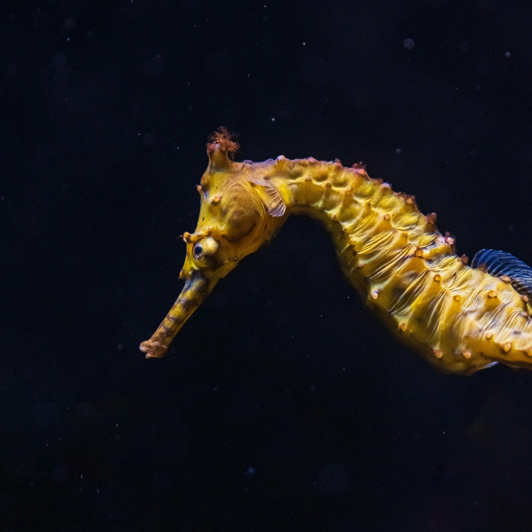 Les hippocampes mâles portent les bébés à leur naissance.