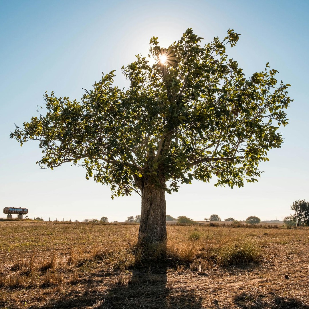 Les arbres se souviennent des sécheresses grâce à leur bois.