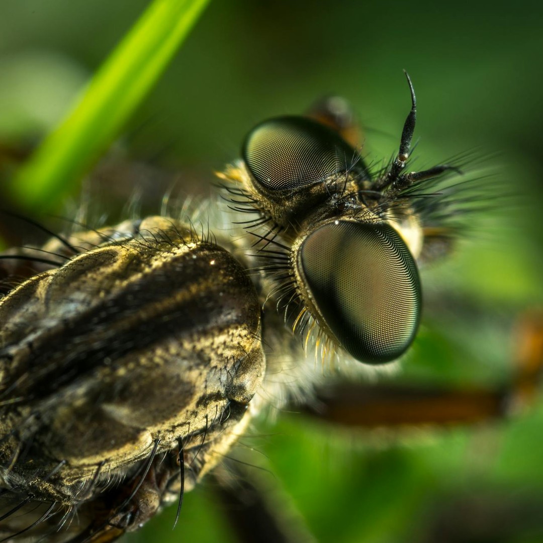 Les mouches voient le monde 5 à 6 fois plus lentement que les humains.