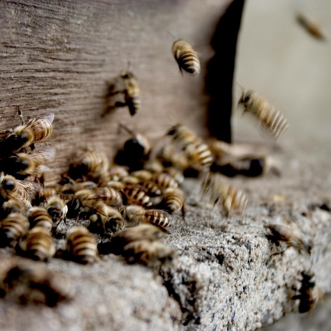Les abeilles battent des ailes 200 fois par seconde.