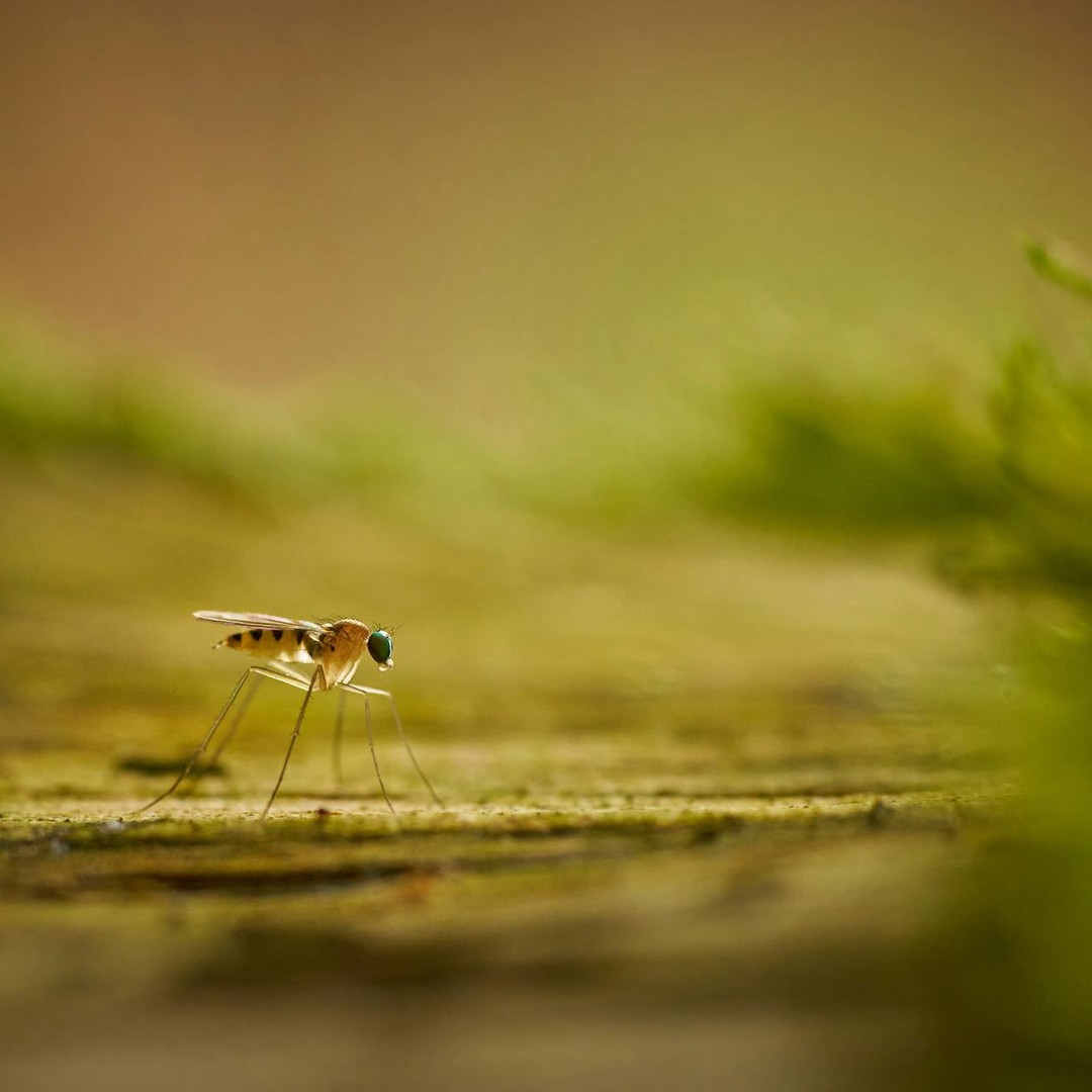 Le moustique est l'animal le plus meurtrier au monde.