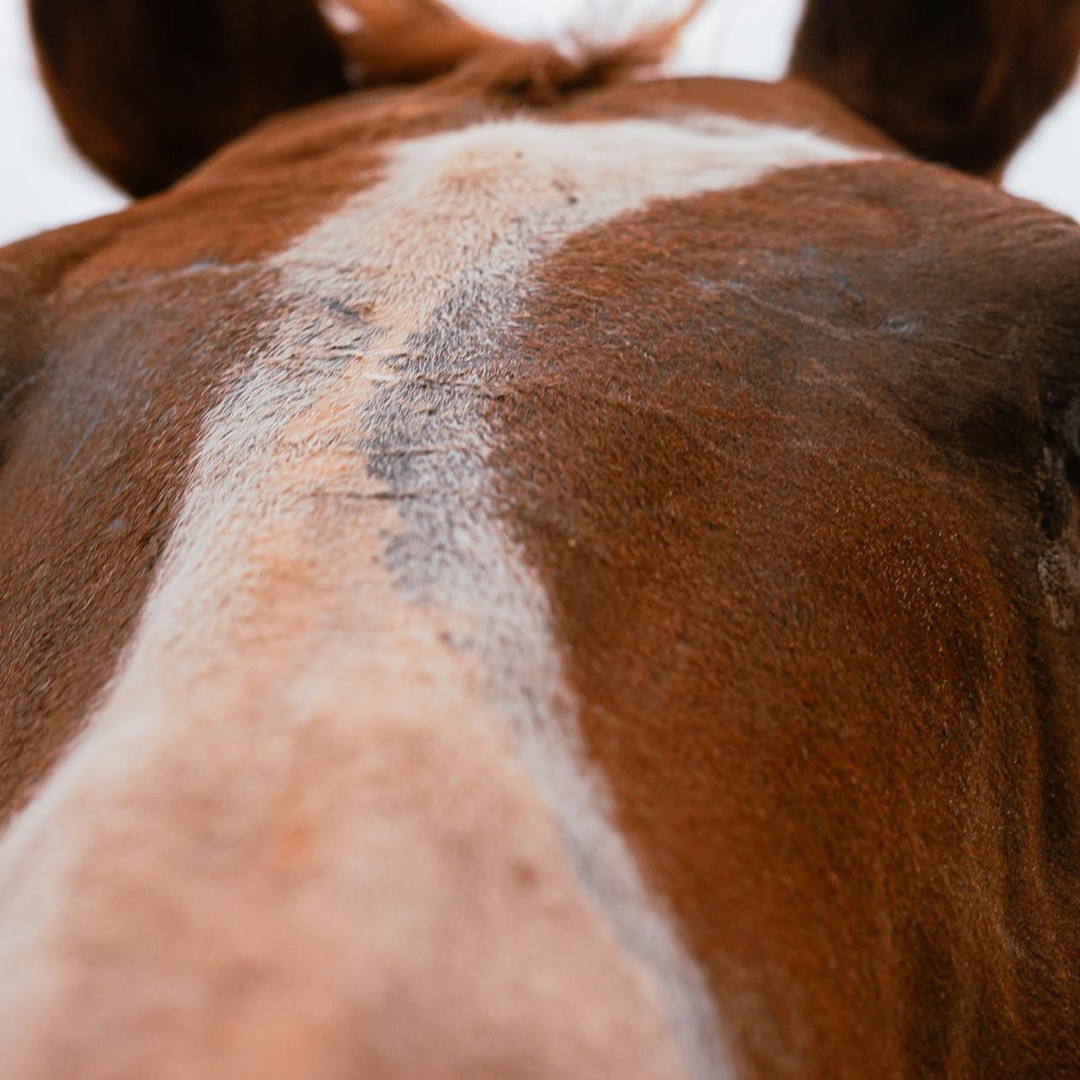 Les chevaux domestiques modernes se sont diffusés dans l'Eurasie il y a environ 4 200 ans.