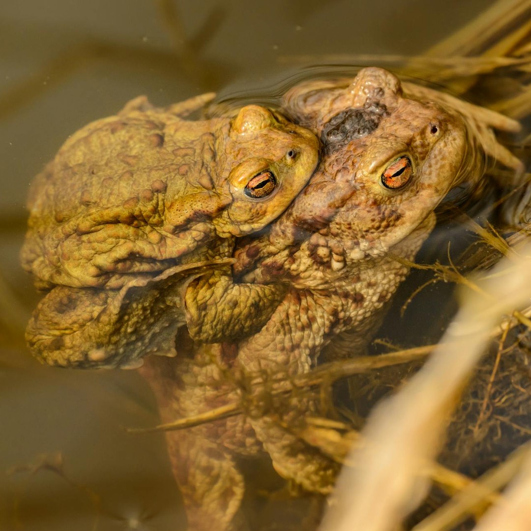 Les crapauds peuvent voir même en dormant grâce à leurs paupières transparentes.