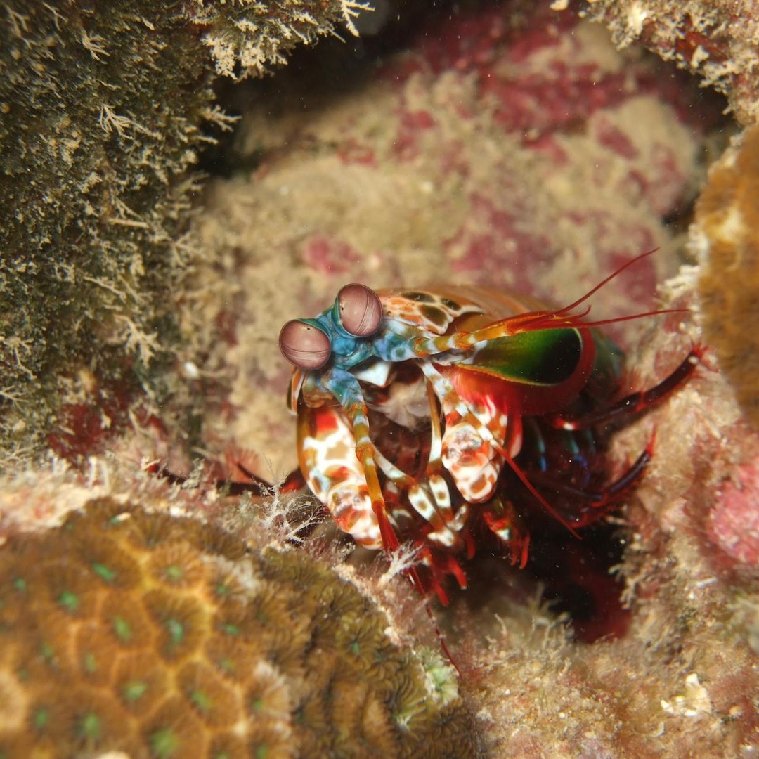Les crevettes mantis voient 16 types de récepteurs de couleurs contre 3 pour l'humain.